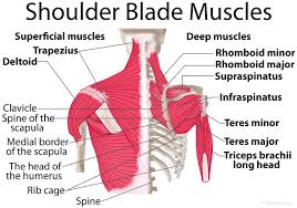 Shoulder Blade Muscle