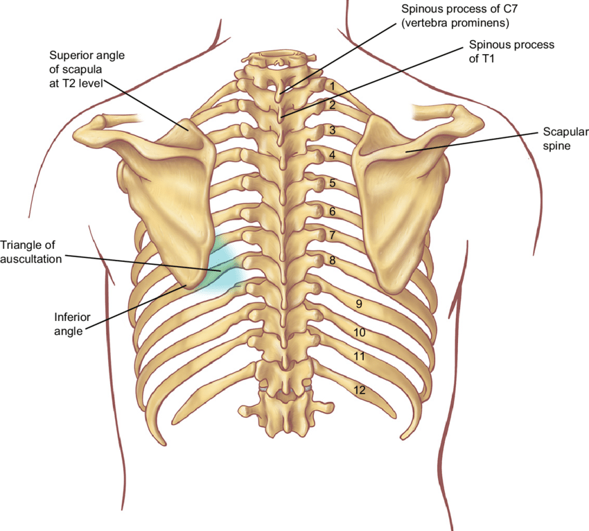 Thoracic Spine Posterior